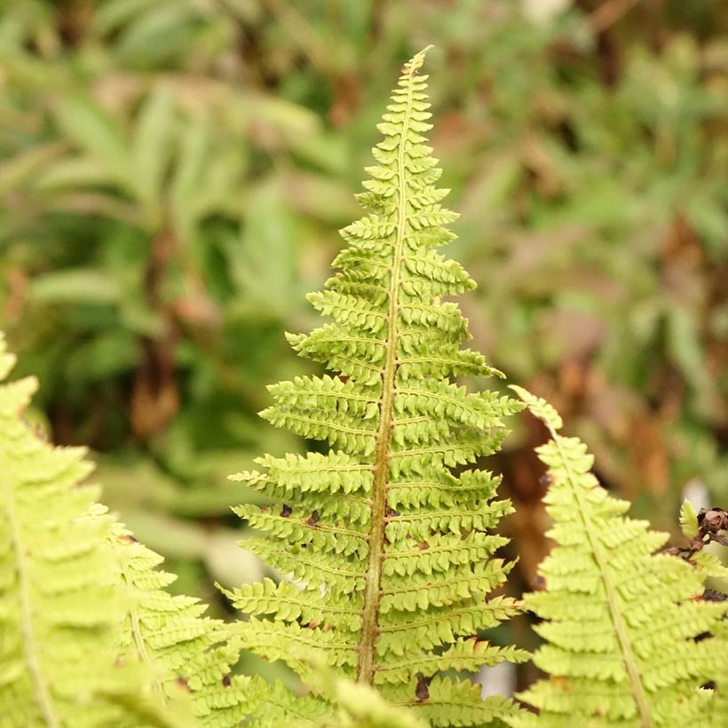 Weicher Schildfarn Congestum - Polystichum setiferum (Foliage)