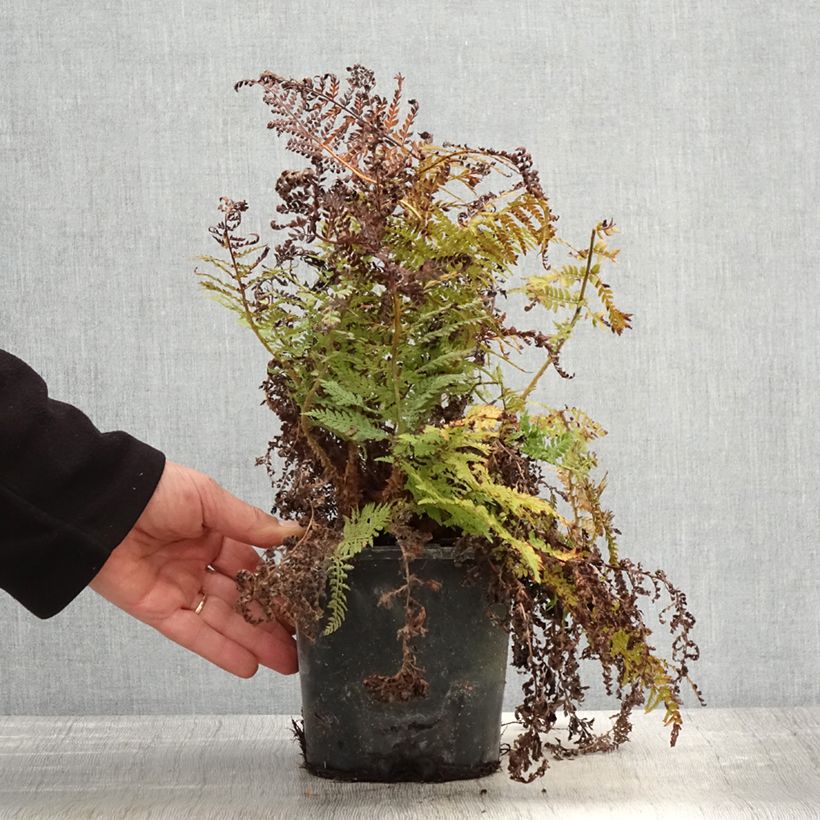 Example of Weicher Schildfarn Congestum - Polystichum setiferum Topf mit 2L/3L as you get in printemps