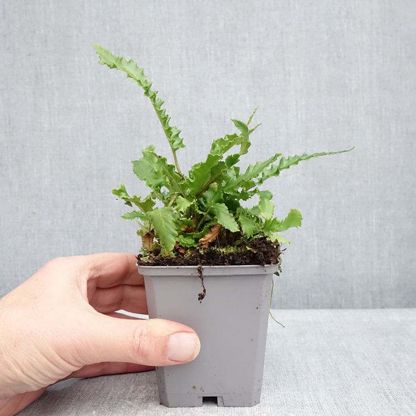 Exemplar von Hirschzungenfarn Angustifolia - Phyllitis scolopendrium Kleine Töpfe von 8/9 cm wie im Winter geliefert