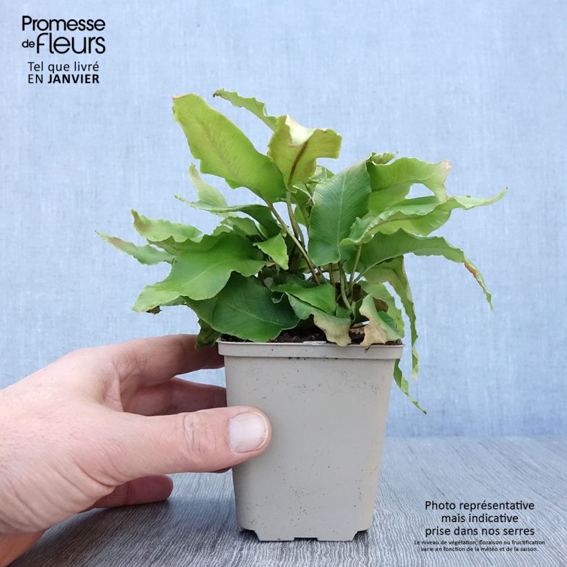 Exemplar von Asplenium scolopendrium Bolton’s Nobile - Fougère scolopendre Godet de 8/9 cm wie im Winter geliefert