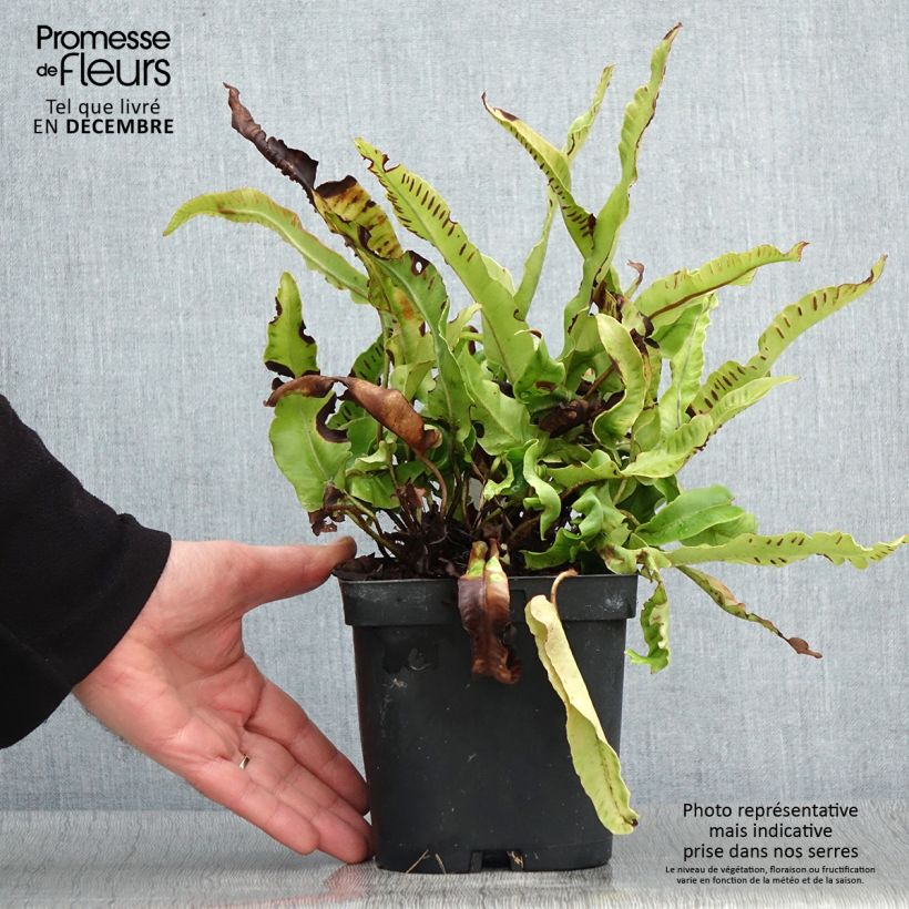 Exemplar von Asplenium scolopendrium Cristatum Group - Hirschzungenfarn Topf mit 2L/3L wie im Herbst geliefert