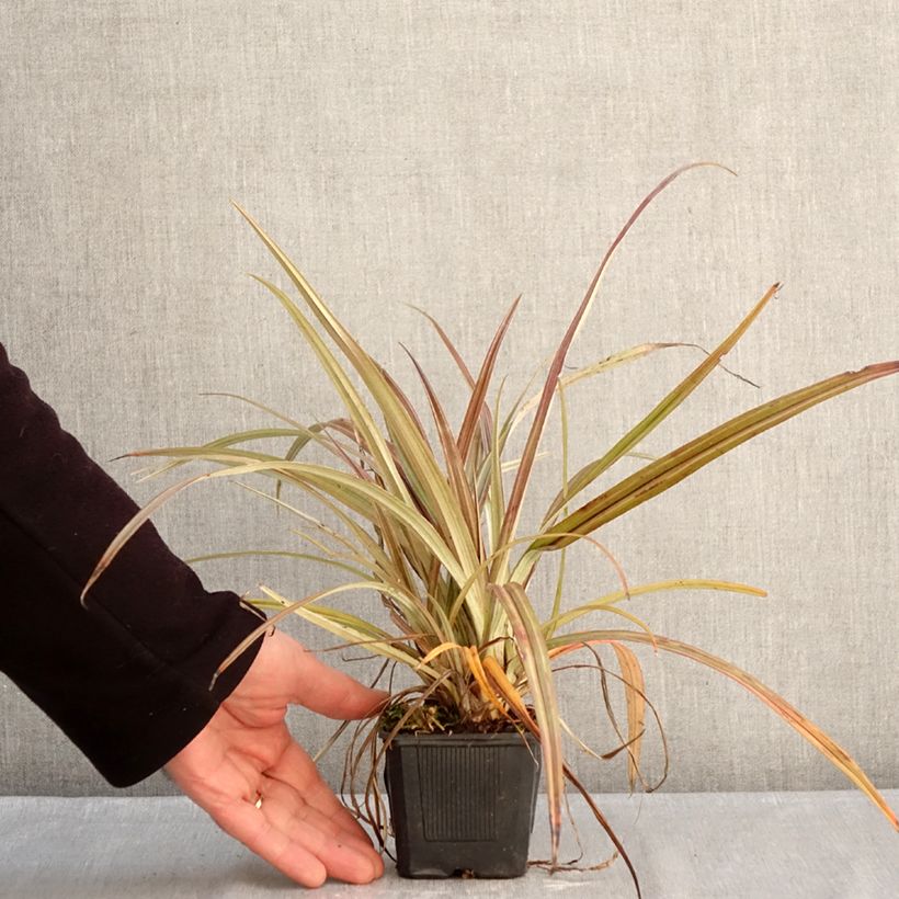 Exemplar von Astelia nervosa Westland - Astelie Kleine Töpfe von 8/9 cm wie im Winter geliefert