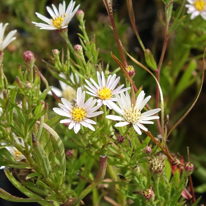 Aster linariifolius (Blüte)