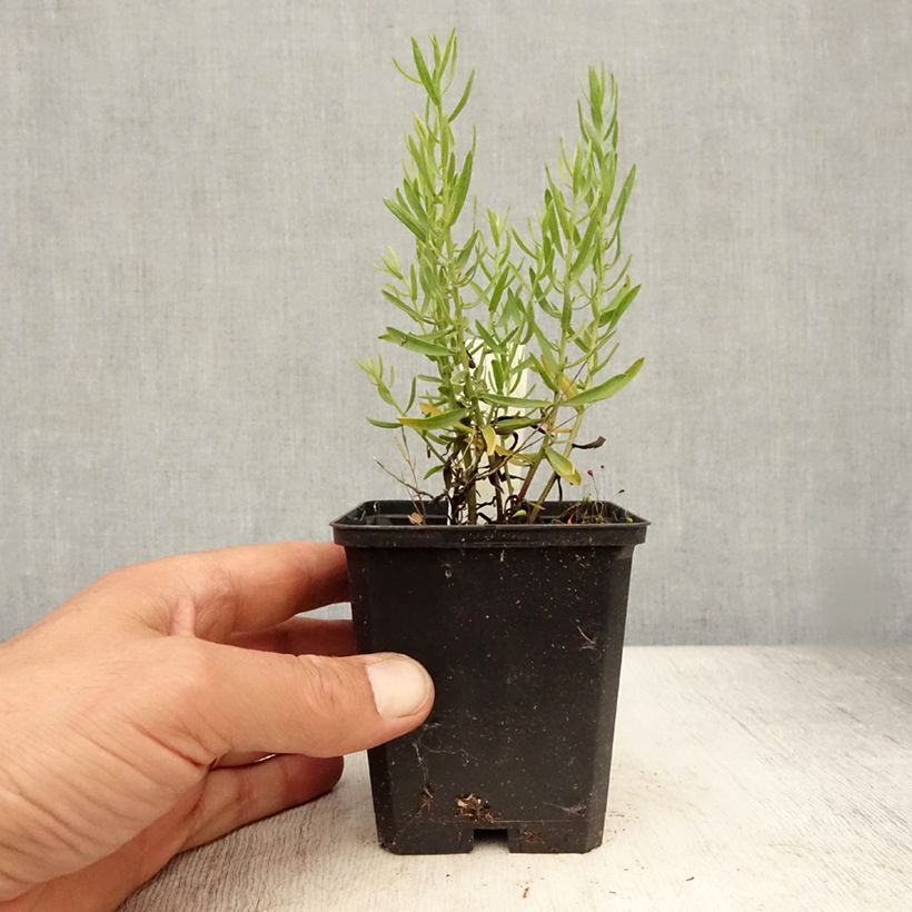 Exemplar von Aster sedifolius - Ödland-Aster Kleine Töpfe von 8/9 cm wie im Sommer geliefert