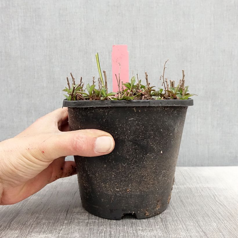 Example of Aster ageratoides Adustus Nanus - Ageratum-ähnliche Aster Topf mit 1,5L/2L as you get in printemps