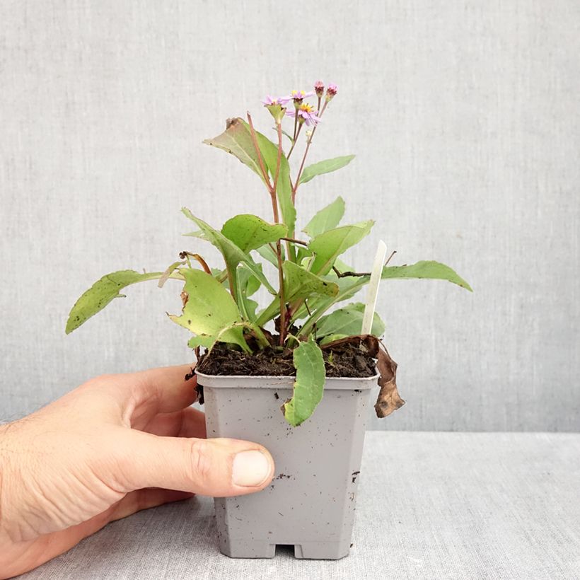 Exemplar von Aster ageratoides Harry Schmidt - Ageratum-ähnliche Aster Kleine Töpfe von 8/9 cm wie im Herbst geliefert
