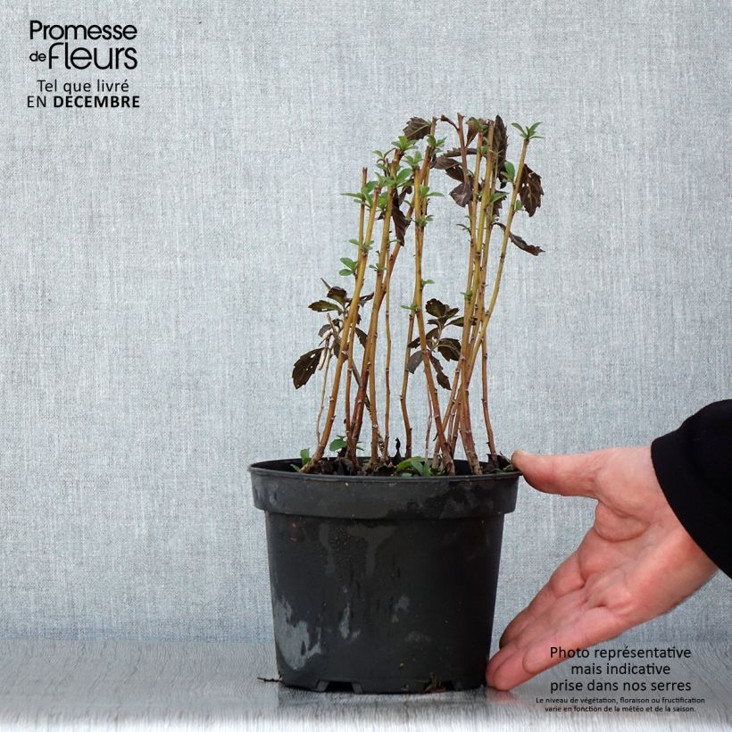 Exemplar von Aster ageratoides Stardust Pot de 2L/3L wie im Herbst geliefert