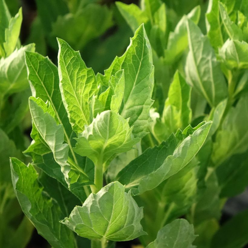 Aster ageratoides Starshine - Ageratum-ähnliche Aster (Laub)