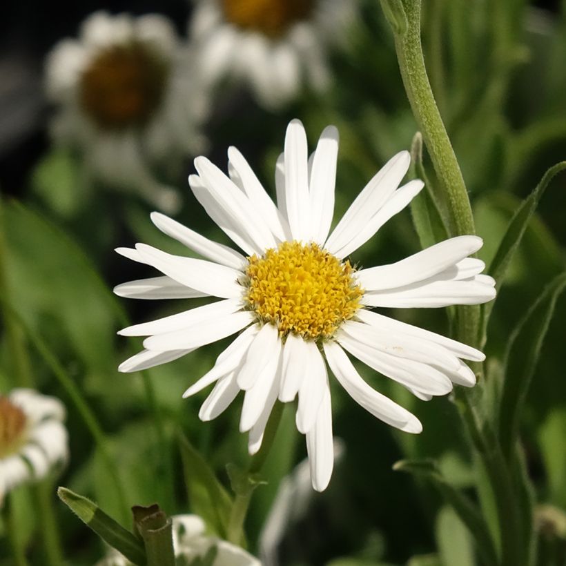 Aster alpinus Albus - Alpen-Aster (Flowering)