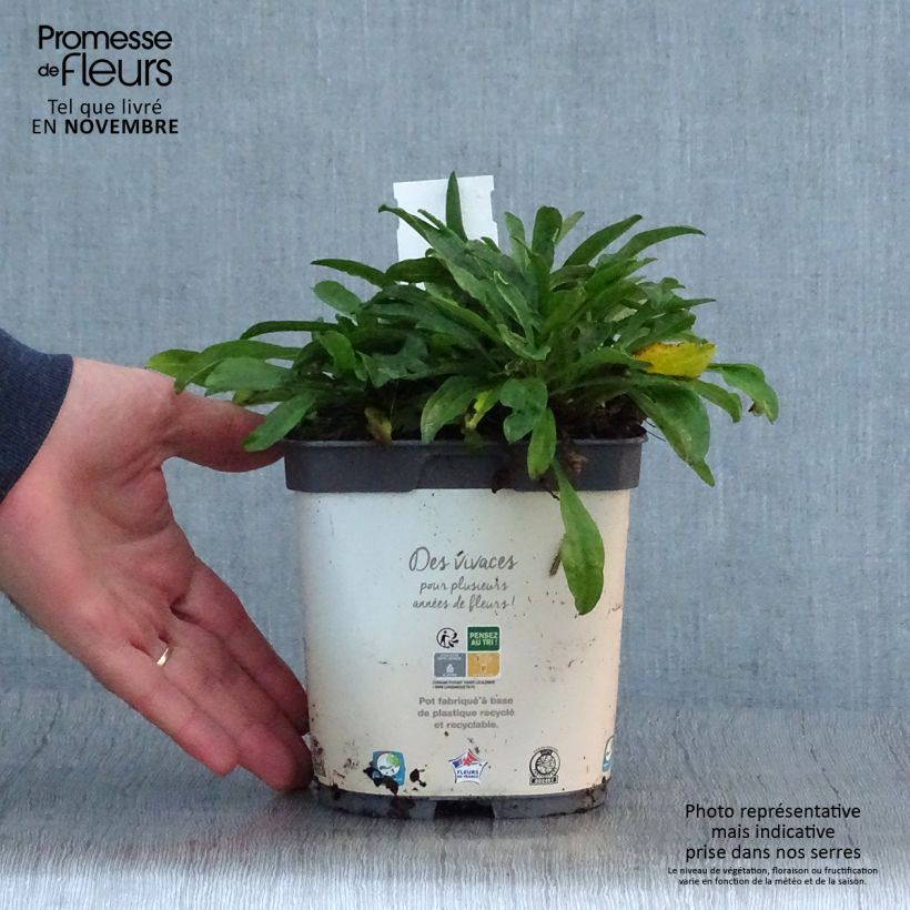 Exemplar von Aster alpinus Albus - Alpen-Aster Topf mit 2L/3L wie im Herbst geliefert