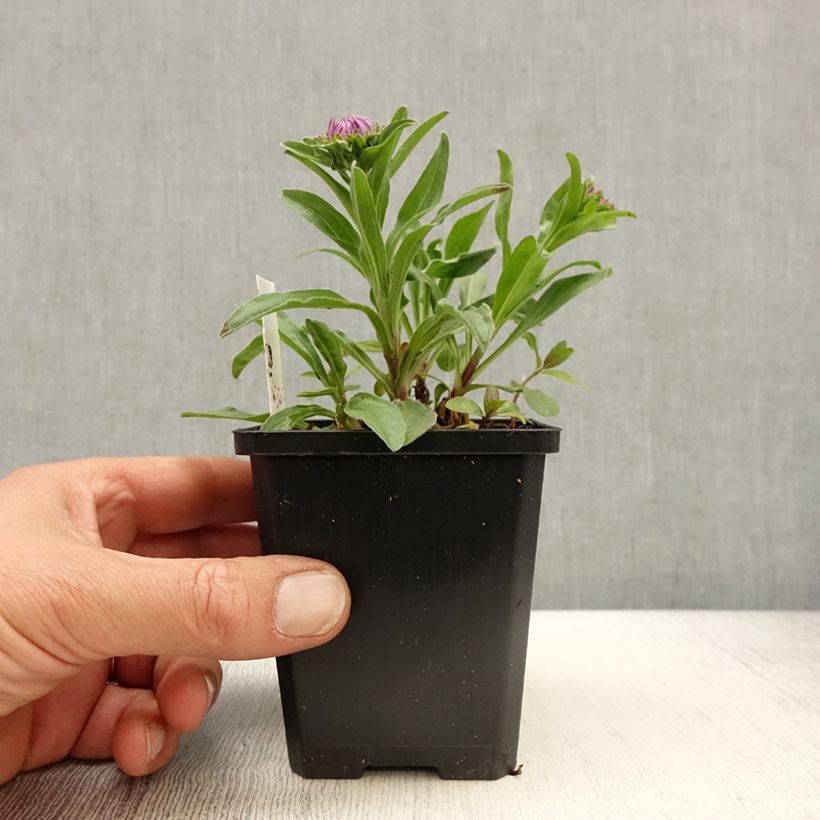 Exemplar von Aster alpinus Blue Beauty - Alpen-Aster Kleine Töpfe von 8/9 cm wie im Frühjahr geliefert
