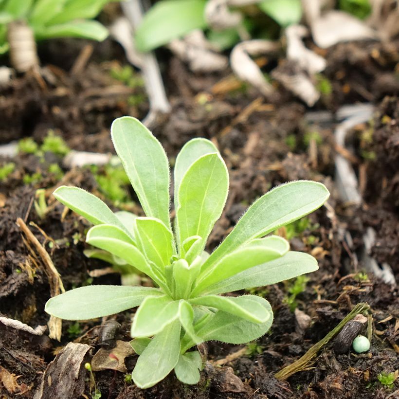 Aster alpinus Goliath - Alpen-Aster (Foliage)