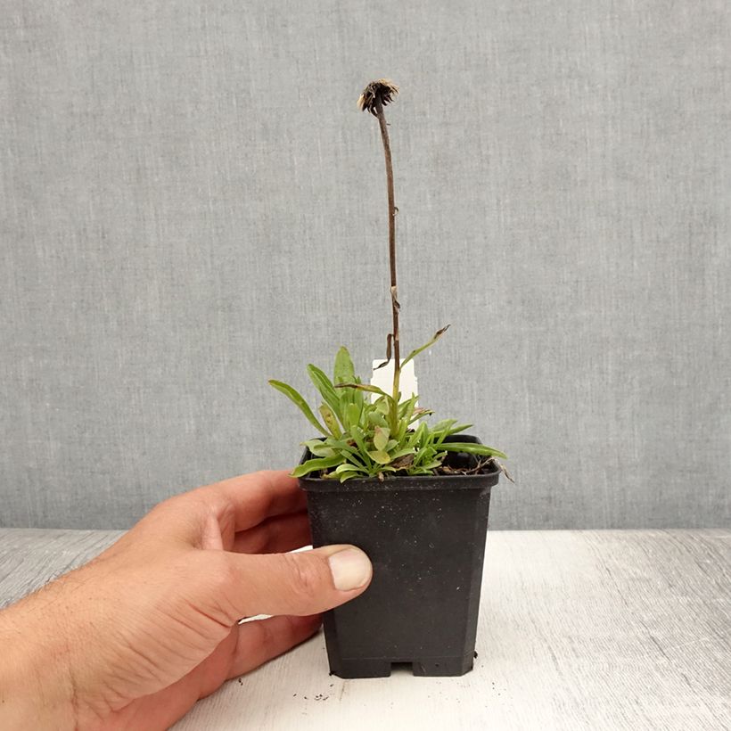Exemplar von Aster alpinus Pinkie - Alpen-Aster Kleine Töpfe von 8/9 cm wie im Sommer geliefert