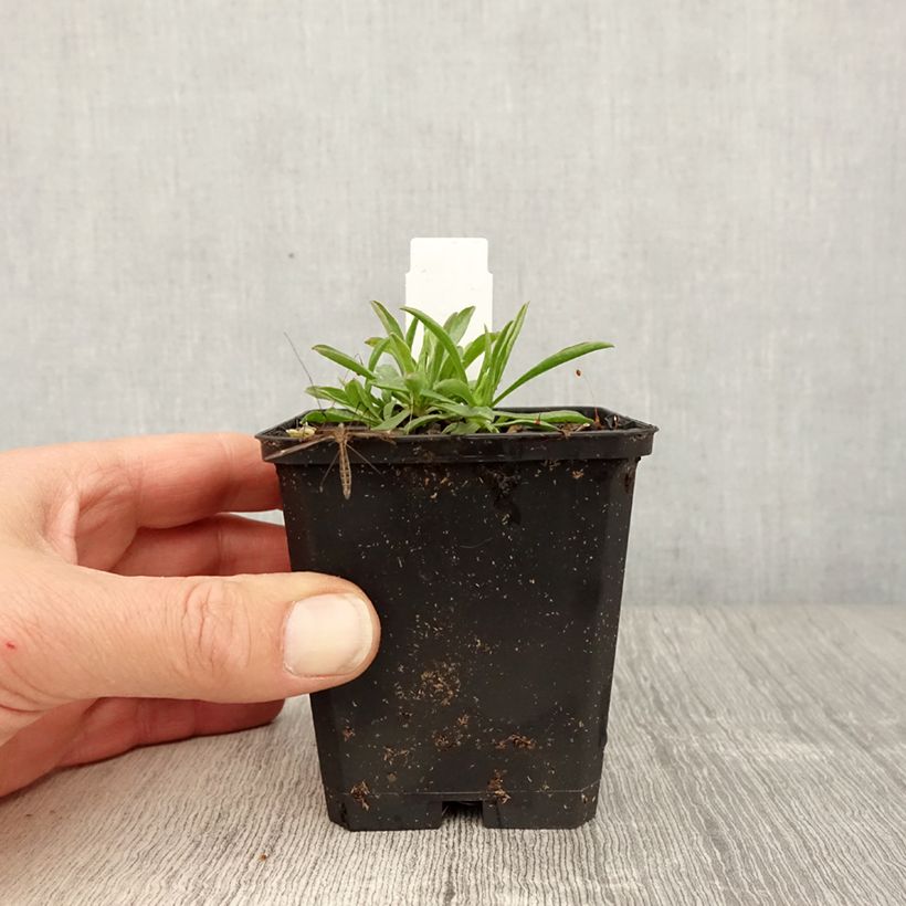 Example of Aster alpinus Pinkie - Alpen-Aster Kleine Töpfe von 8/9 cm as you get in printemps