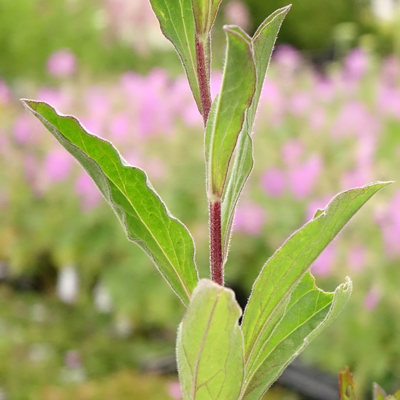Aster amellus Blue King - Berg-Aster (Laub)