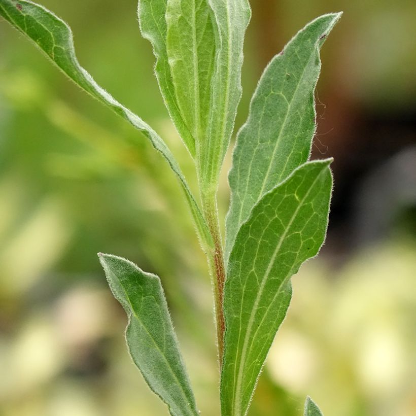 Aster amellus King George - Berg-Aster (Laub)