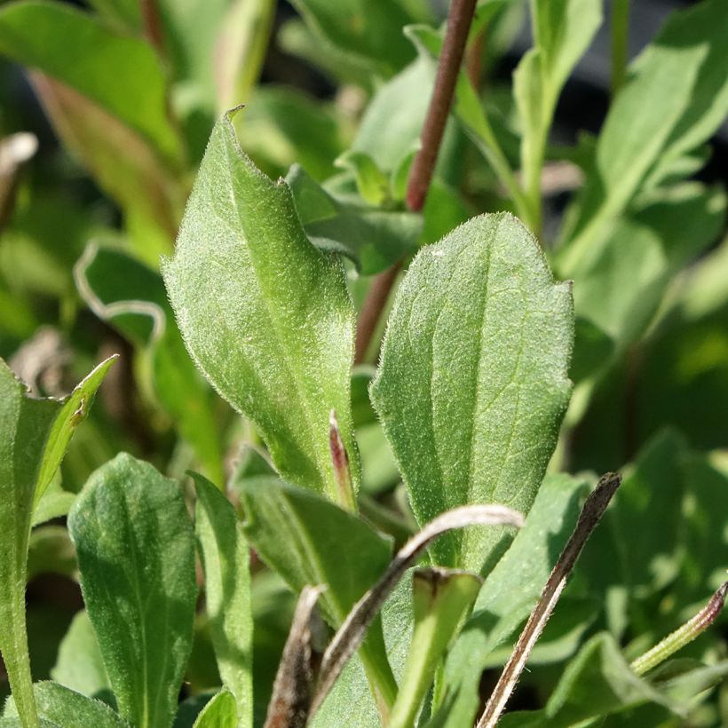 Aster amellus Rudolf Goethe - Berg-Aster (Laub)