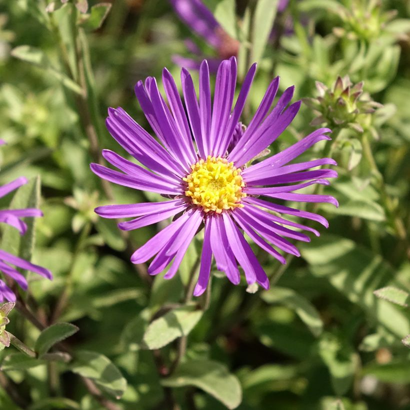 Aster amellus Veilchenkönigin - Violet Queen - Berg-Aster (Flowering)