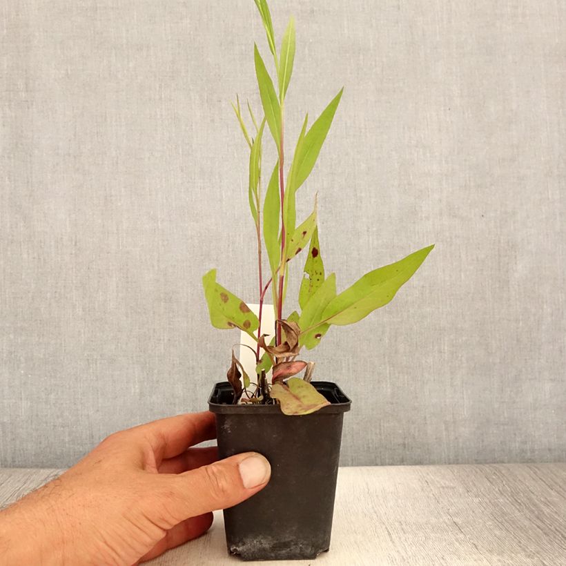 Exemplar von Aster azureus - Azur-Aster Kleine Töpfe von 8/9 cm wie im Sommer geliefert