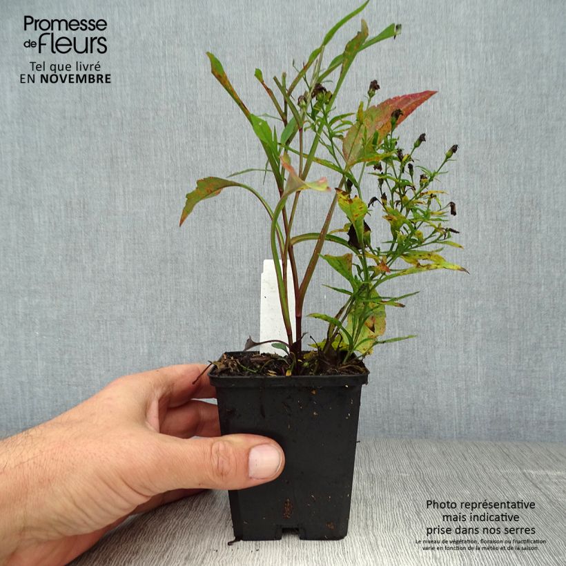 Exemplar von Aster cordifolius Blue Heaven - Schleieraster Kleine Töpfe von 8/9 cm wie im Herbst geliefert