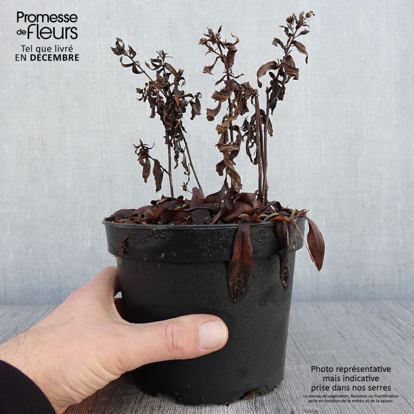 Exemplar von Aster dumosus Anneke - Aster nain Pot de 1,5L/2L wie im Herbst geliefert