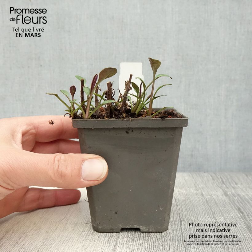 Exemplar von Aster dumosus Anneke - Kissen-Aster Kleine Töpfe von 8/9 cm wie im Frühjahr geliefert