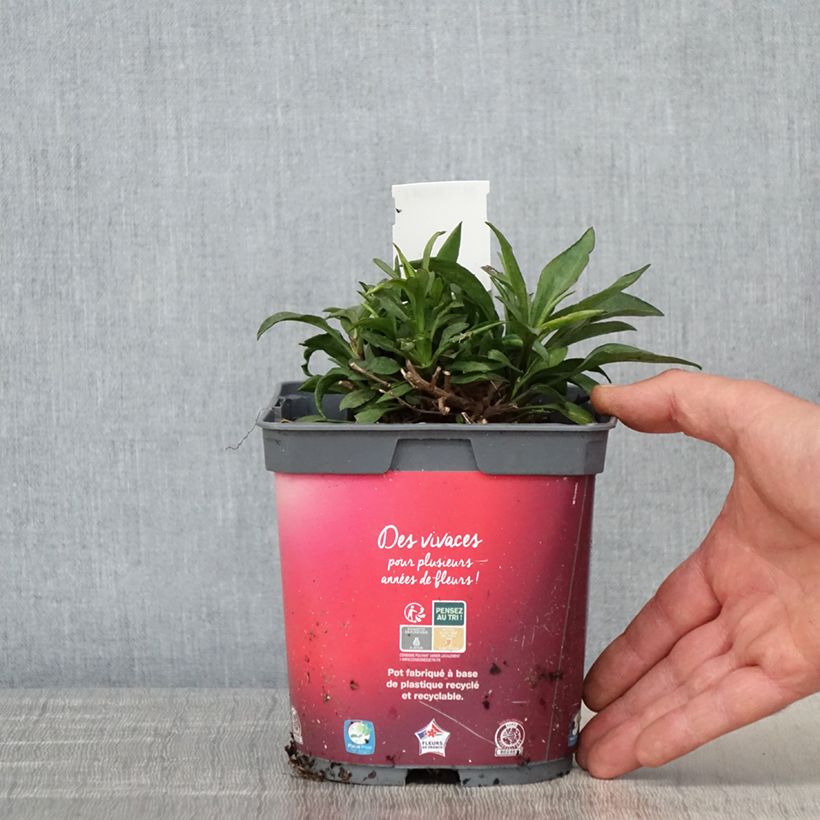 Example of Aster dumosus Bahamas - Kissen-Aster Topf mit 2L/3L as you get in printemps