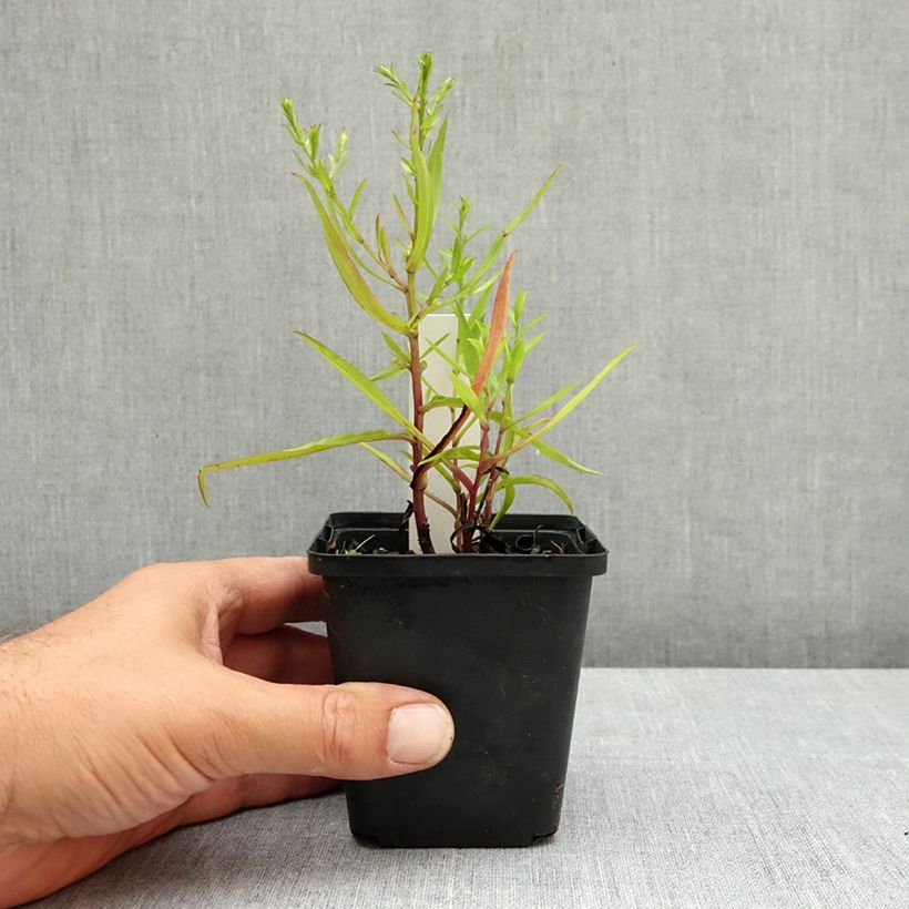 Exemplar von Aster dumosus Heinz-Richard - Kissen-Aster Kleine Töpfe von 8/9 cm wie im Sommer geliefert