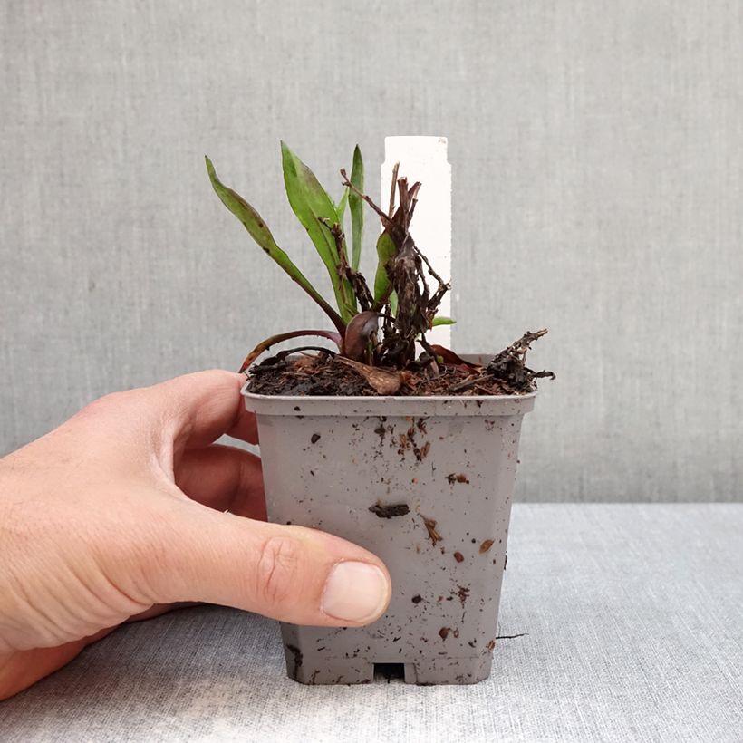 Exemplar von Aster dumosus Jenny - Kissen-Aster Kleine Töpfe von 8/9 cm wie im Frühjahr geliefert