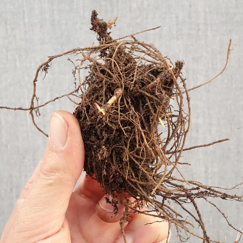 Exemplar von Aster dumosus Marjorie - Kissen-Aster Wurzelnackt wie im Winter geliefert