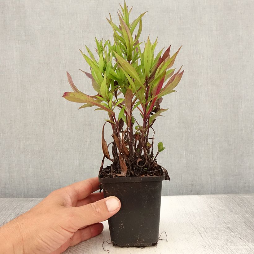 Exemplar von Aster dumosus Samoa - Kissen-Aster Kleine Töpfe von 8/9 cm wie im Sommer geliefert