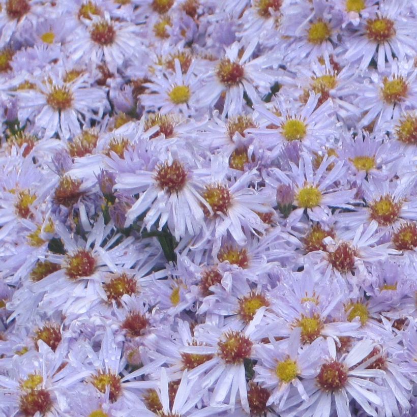 Aster dumosus Silberblaukissen - Kissen-Aster (Flowering)