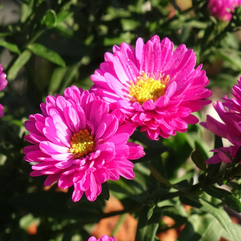 Aster dumosus Starlight - Kissen-Aster (Flowering)