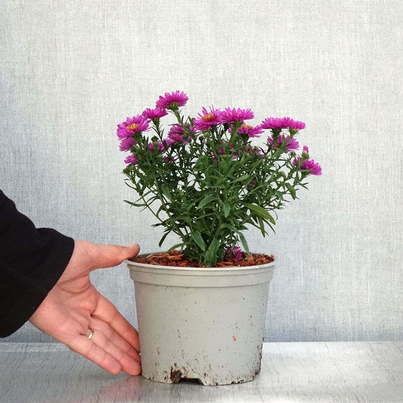 Exemplar von Aster dumosus Starlight - Aster nain d’automne Pot de 2L/3L wie im Herbst geliefert