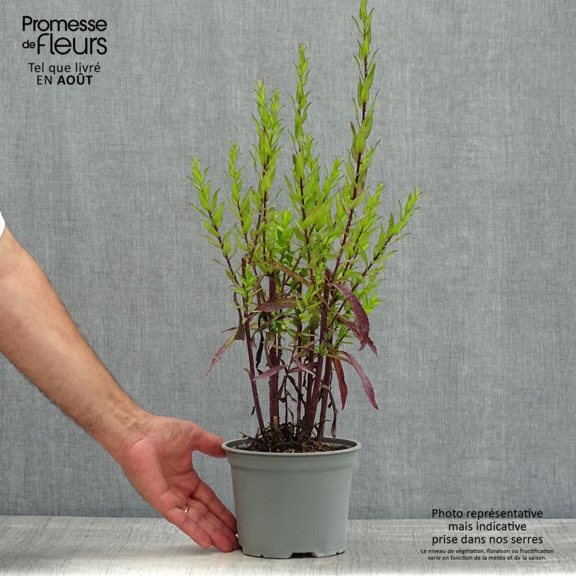 Exemplar von Aster dumosus Starlight - Kissen-Aster Topf mit 2L/3L wie im Sommer geliefert