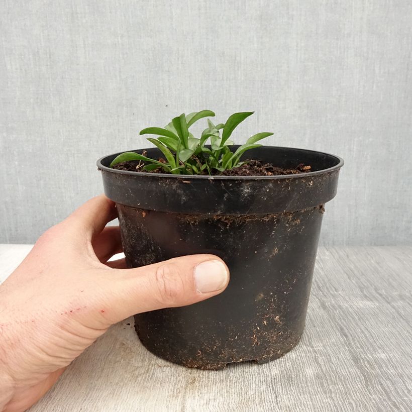 Example of Aster dumosus Starlight - Kissen-Aster Topf mit 2L/3L as you get in printemps