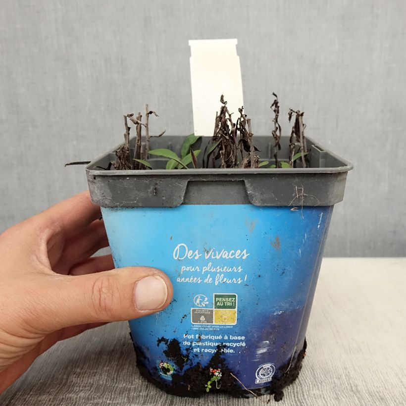 Example of Aster dumosus Tonga - Kissen-Aster Topf mit 2L/3L as you get in printemps