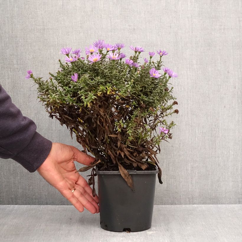 Exemplar von Aster novi-belgii Wood's Purple - Glattblatt-Aster Topf mit 1,5L/2L wie im Herbst geliefert