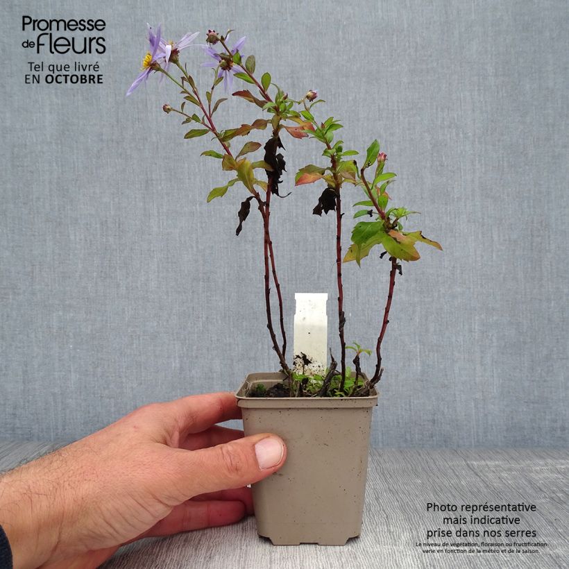 Exemplar von Aster ageratoides Eleven purple - Ageratum-ähnliche Aster Kleine Töpfe von 8/9 cm wie im Herbst geliefert
