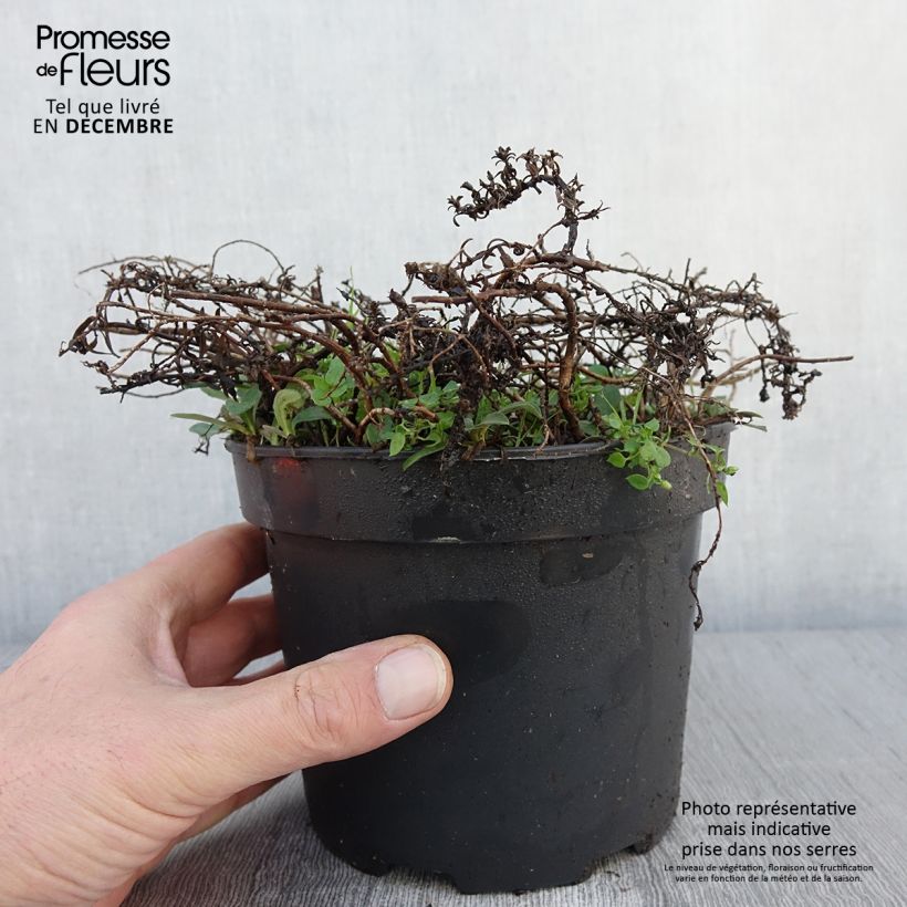 Exemplar von Aster ericoïdes f. prostratus Snow Flurry - Aster fausse-bruyère Pot de 2L/3L wie im Herbst geliefert