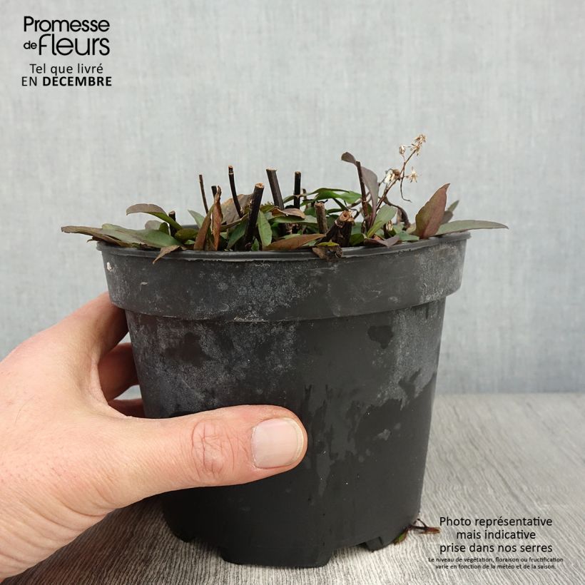 Exemplar von Aster ericoïdes Pink Cloud Pot de 2L/3L wie im Herbst geliefert