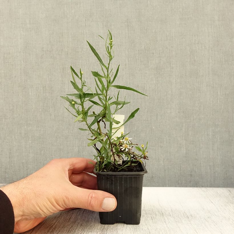 Exemplar von Aster ericoides Schneegitter - Aster fausse-bruyère Godet de 8/9 cm wie im Herbst geliefert