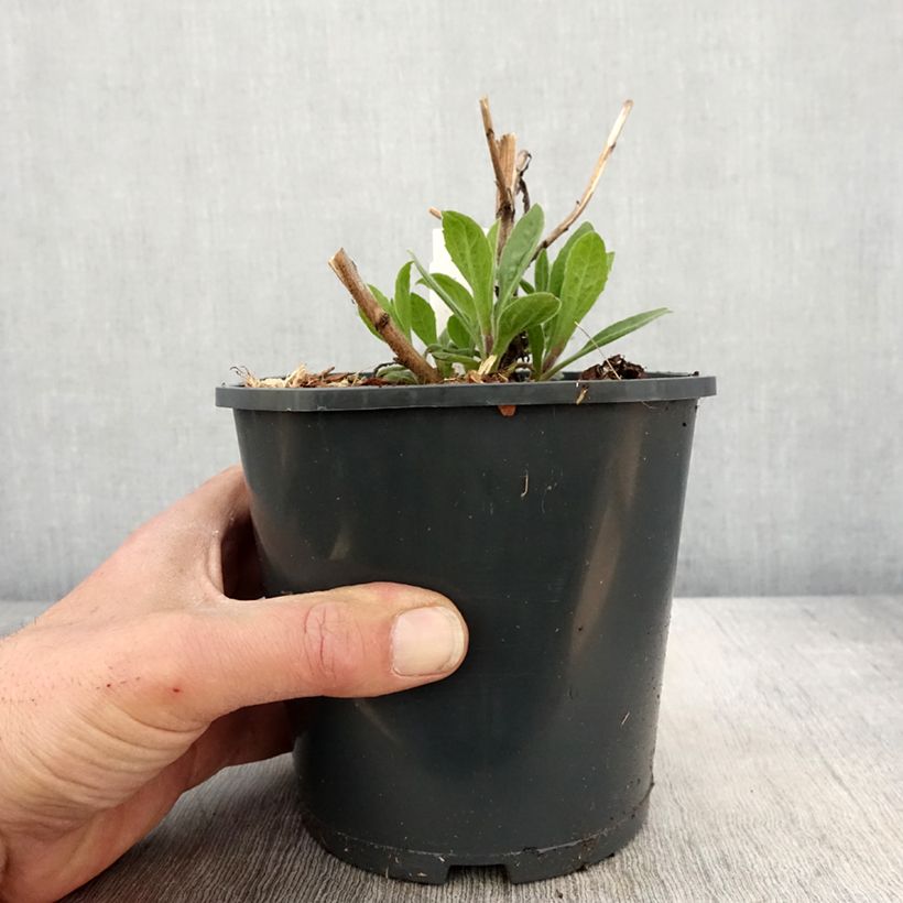 Exemplar von Aster frikartii Mönch - Sommer-Aster Topf mit 1L/1,5L wie im Frühjahr geliefert