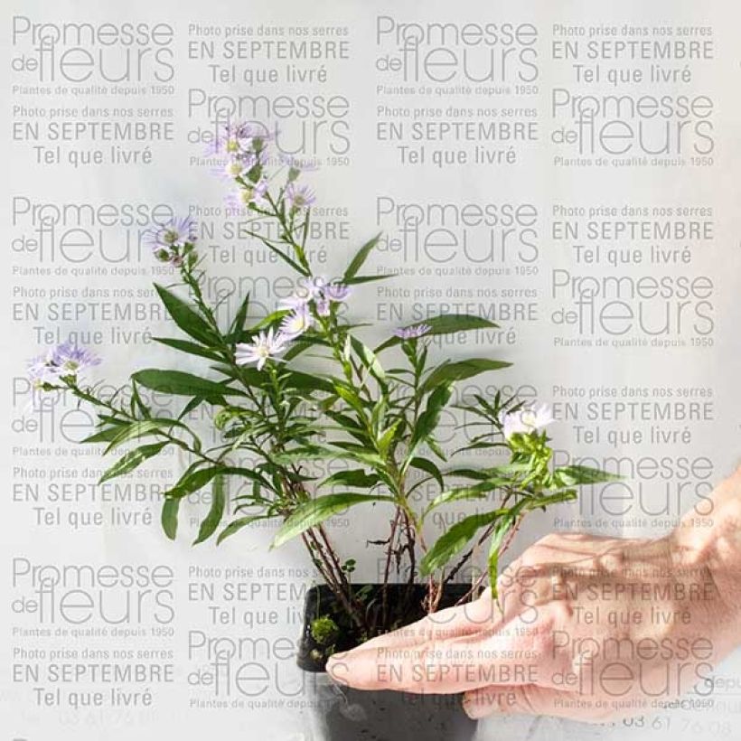 Beispiel eines Exemplars von Aster ericoïdes Herfstweelde - Myrten Aster Kleine Töpfe von 8/9 cm wie geliefert