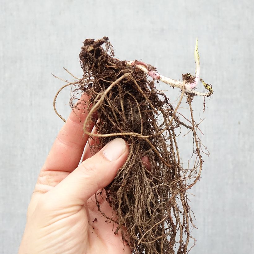 Exemplar von Aster lateriflorus Lady In Black - Herbstaster Wurzelnackt wie im Winter geliefert