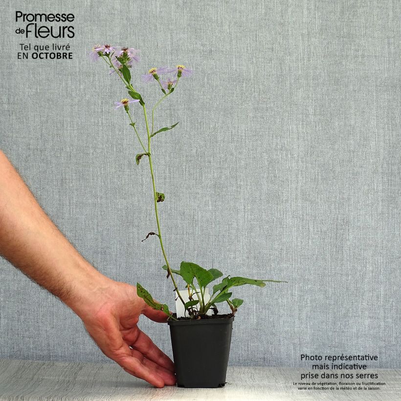 Exemplar von Aster macrophyllus Twilight - Großblättrige Aster Kleine Töpfe von 8/9 cm wie im Herbst geliefert