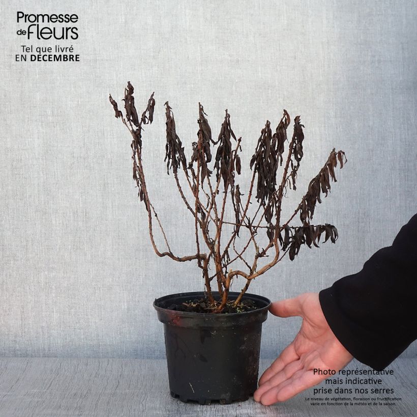 Exemplar von Aster novae-angliae Andenken an Alma Pötschke Pot de 2L/3L wie im Herbst geliefert