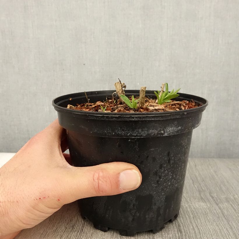 Example of Aster novae-angliae Andenken an Alma Pötschke - Neuenglische Aster Topf mit 2L/3L as you get in printemps