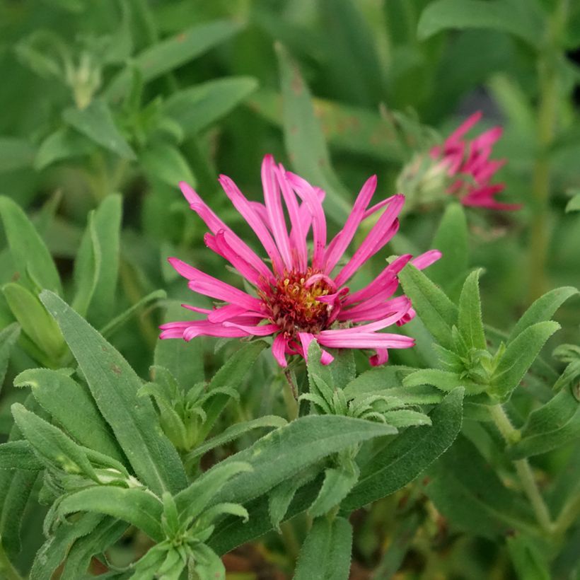 Aster novae-angliae Andenken an Alma Pötschke - Neuenglische Aster (Flowering)