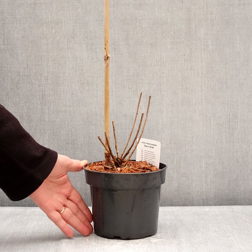 Example of Aster novae-angliae Barrs Pink - Neuenglische Aster Topf mit 2L/3L as you get in hiver